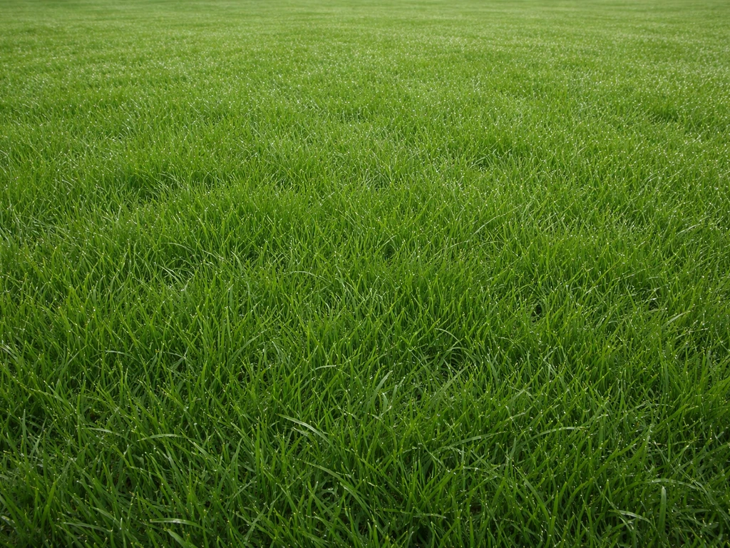 Avis sur ambiance gazon : comment choisir et réussir sa pelouse